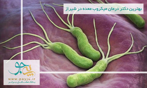 بهترین دکتر درمان میکروب معده در شیراز