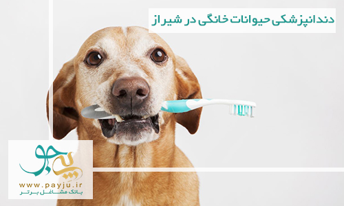دندانپزشکی حیوانات خانگی در شیراز