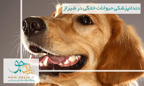 دندانپزشکی حیوانات خانگی در شیراز