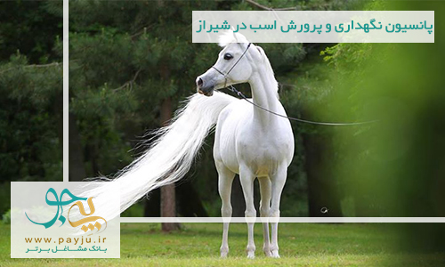 پانسیون نگهداری و پرورش اسب در شیراز